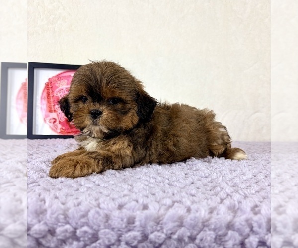 Medium Photo #3 Shih-Poo Puppy For Sale in INDIANAPOLIS, IN, USA