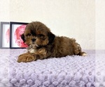 Small #2 Shih-Poo