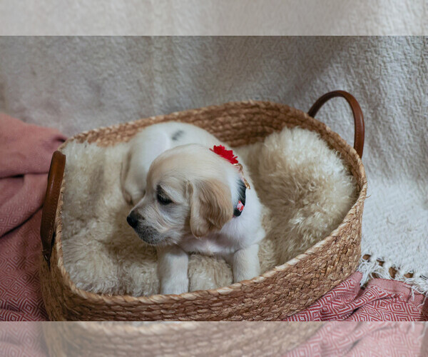 Medium Photo #1 English Cream Golden Retriever Puppy For Sale in MALDEN, MA, USA