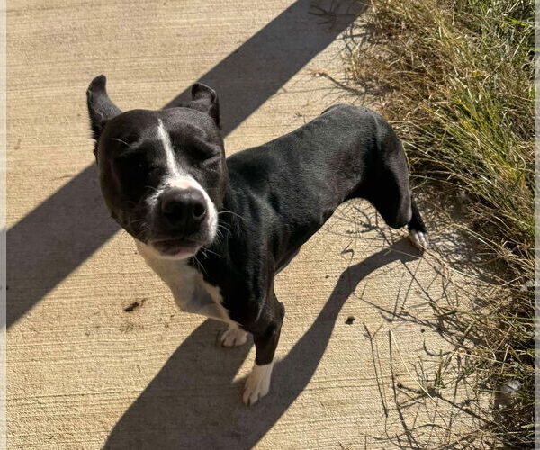 Medium Photo #6 American Pit Bull Terrier-Unknown Mix Puppy For Sale in Germantown, OH, USA