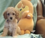 Puppy Puppy 3 Cindy Poodle (Miniature)