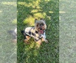 Small Photo #82 Yorkshire Terrier Puppy For Sale in WARSAW, IN, USA