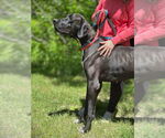 Small #17 Great Dane