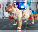 Puppy 3 American Bully