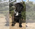 Small Photo #6 Cane Corso Puppy For Sale in LOYALTON, CA, USA