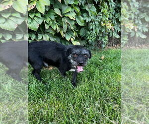 Mutt Dogs for adoption in Salt Lake City, UT, USA