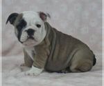 Image preview for Ad Listing. Nickname: JUNE BUG AKC