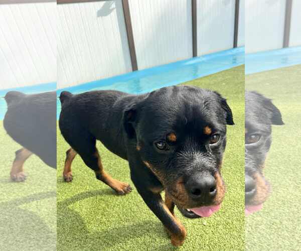 Medium Photo #1 Rottweiler Puppy For Sale in MIDWAY, UT, USA