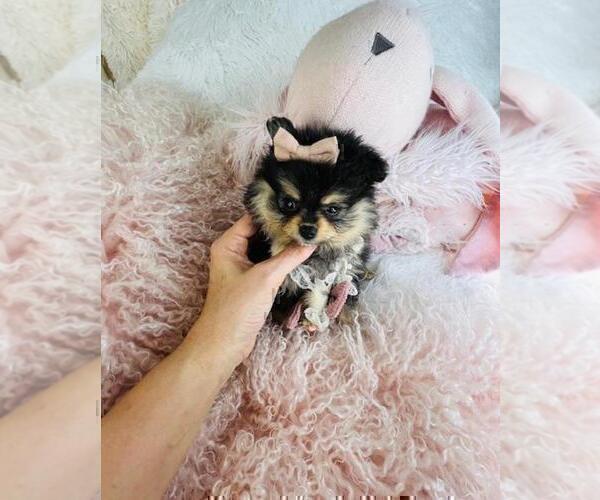 Medium Photo #5 Pomeranian Puppy For Sale in FT LAUDERDALE, FL, USA