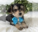 Small #3 Morkie
