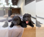 Small #1 Belgian Sheepdog