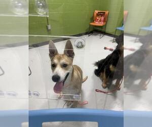 Shepradors Dogs for adoption in Temple, TX, USA