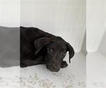 Small Labrador Retriever