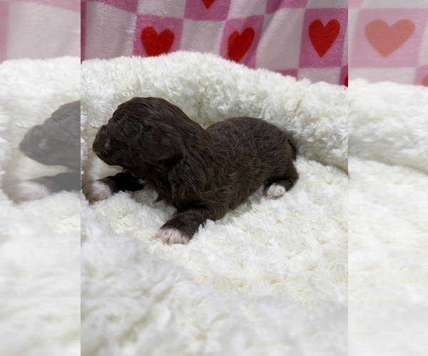 Medium Photo #7 Havapoo Puppy For Sale in GUTHRIE, KY, USA