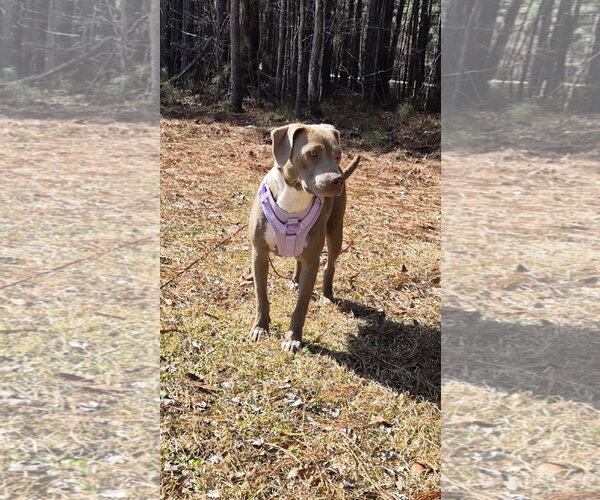 Medium Photo #5 Labrador Retriever-Unknown Mix Puppy For Sale in Holly Springs, NC, USA