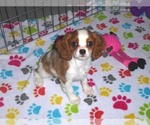 Small Cavalier King Charles Spaniel