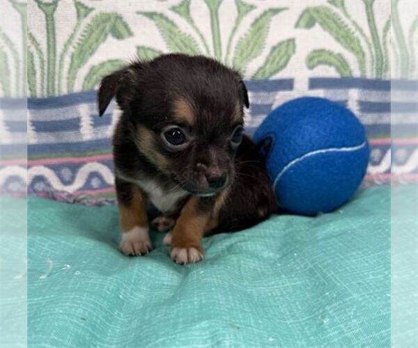 Medium Photo #2 Chihuahua Puppy For Sale in BOCA RATON, FL, USA