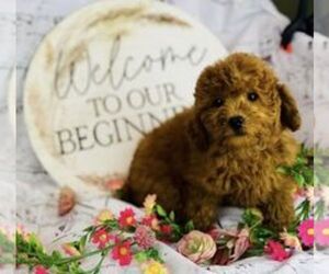 Goldendoodle (Miniature) Puppy for sale in CINCINNATI, OH, USA