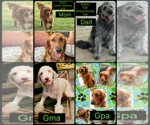 Golden Retriever-Unknown Mix Puppy for sale in MARION, IN, USA