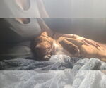 Small American Pit Bull Terrier