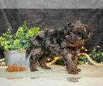 Small Photo #4 Poodle (Miniature) Puppy For Sale in WOLCOTTVILLE, IN, USA