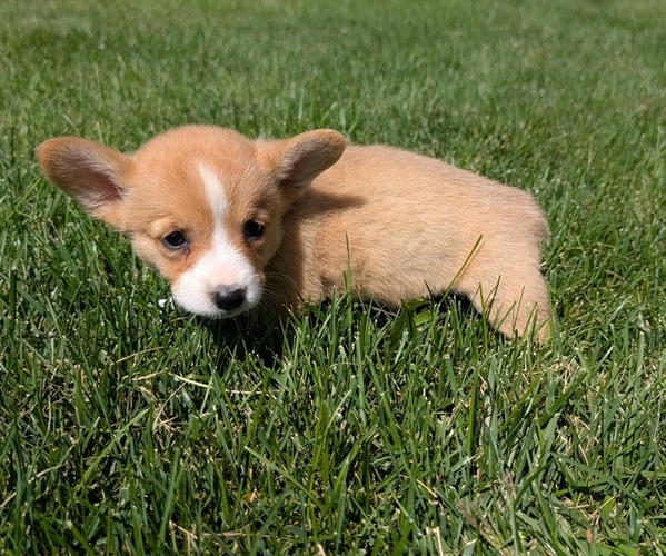 Medium Photo #5 Pembroke Welsh Corgi Puppy For Sale in GOSHEN, IN, USA
