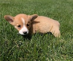 Small #4 Pembroke Welsh Corgi