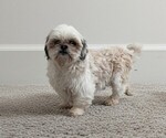 Small Photo #1 Zuchon Puppy For Sale in GOSHEN, IN, USA