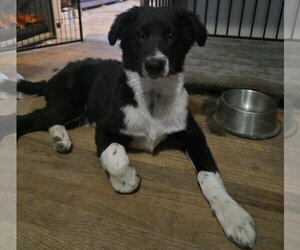 Border Collie-Unknown Mix Dogs for adoption in Fenton, MO, USA