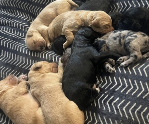 Golden Mountain Doodle Litter for sale in CHOUDRANT, LA, USA