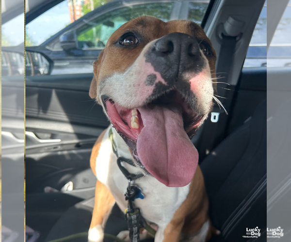 Medium Photo #8 Boxer-Unknown Mix Puppy For Sale in Washington, DC, USA