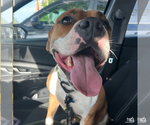 Small #7 Boxer Mix