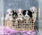 Small Photo #3 Bernedoodle (Miniature) Puppy For Sale in GORDONVILLE, PA, USA