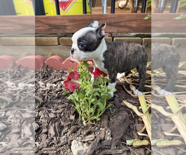 Medium Photo #3 Boston Terrier Puppy For Sale in FREDONIA, KS, USA