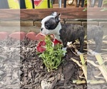 Small #2 Boston Terrier