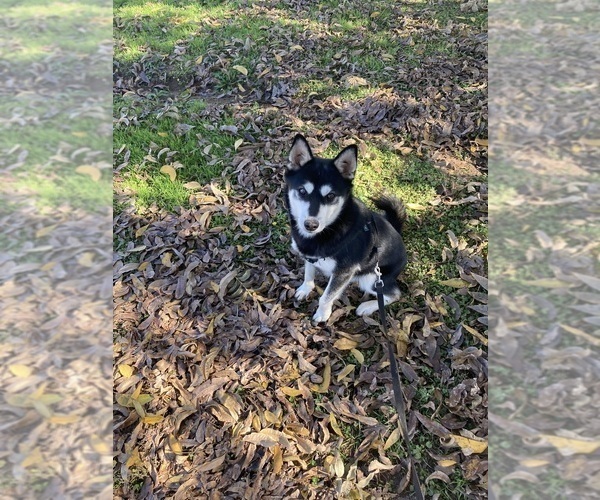 Medium Photo #5 Alaskan Klee Kai Puppy For Sale in GLENDALE, AZ, USA