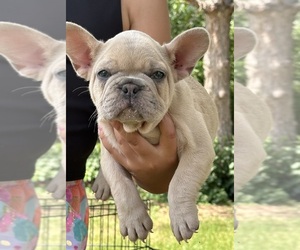 French Bulldog Puppy for sale in LINCOLN, NE, USA