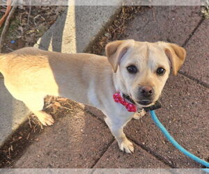 Chihuahua-Unknown Mix Dogs for adoption in Sandy, UT, USA