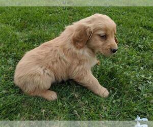 Golden Retriever Puppy for sale in MARSHFIELD, MO, USA