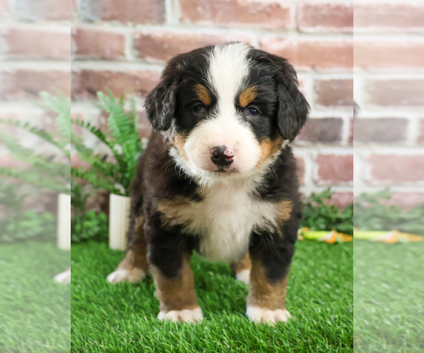 Medium Photo #4 Bernese Mountain Dog Puppy For Sale in SYRACUSE, IN, USA
