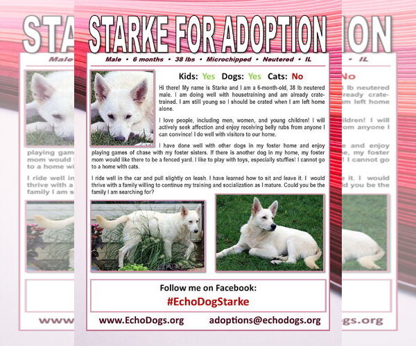 Medium Photo #4 - Mix Puppy For Sale in Hoffman Estates, IL, USA