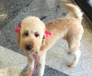 Father of the Goldendoodle puppies born on 12/03/2024