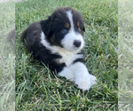Puppy Falcon AKC Australian Shepherd