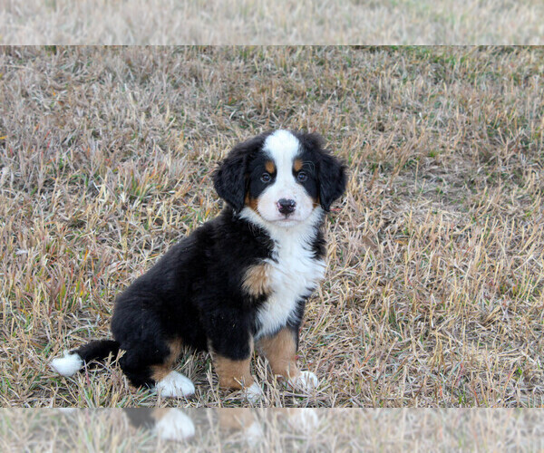 Medium Photo #2 Bernese Mountain Dog Puppy For Sale in WESTCLIFFE, CO, USA