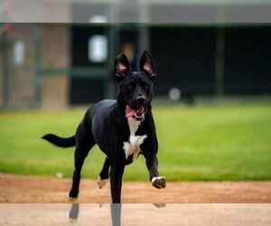 Bluebell - Female German Shepherd Dog-Unknown Mix Dog for Adoption - Photo #2