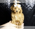 Small Photo #3 Poodle (Miniature) Puppy For Sale in WARSAW, IN, USA