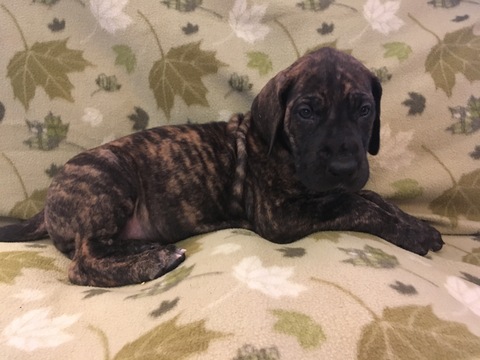 Medium Photo #1 Great Dane Puppy For Sale in VERNAL, UT, USA
