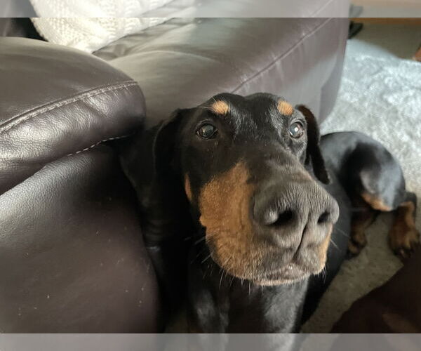 Medium Photo #10 Doberman Pinscher Puppy For Sale in Minneaoplis, MN, USA