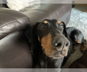 Misty - Female Doberman Pinscher Dog for Adoption - Photo #10
