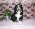 Small Photo #3 Bernedoodle Puppy For Sale in SUGARCREEK, OH, USA